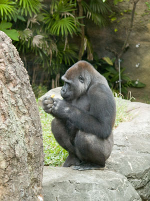 Mountain Gorilla in Ueno Zoo