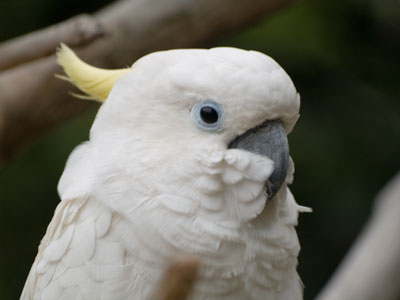 Kakadu in Ueno Zoo