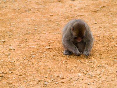 Monkey in Arashiyama Monkey Park