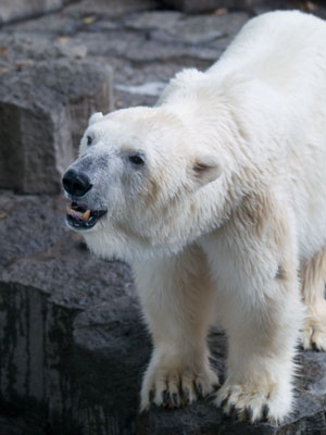 Polar Bear in Ueno Zoo